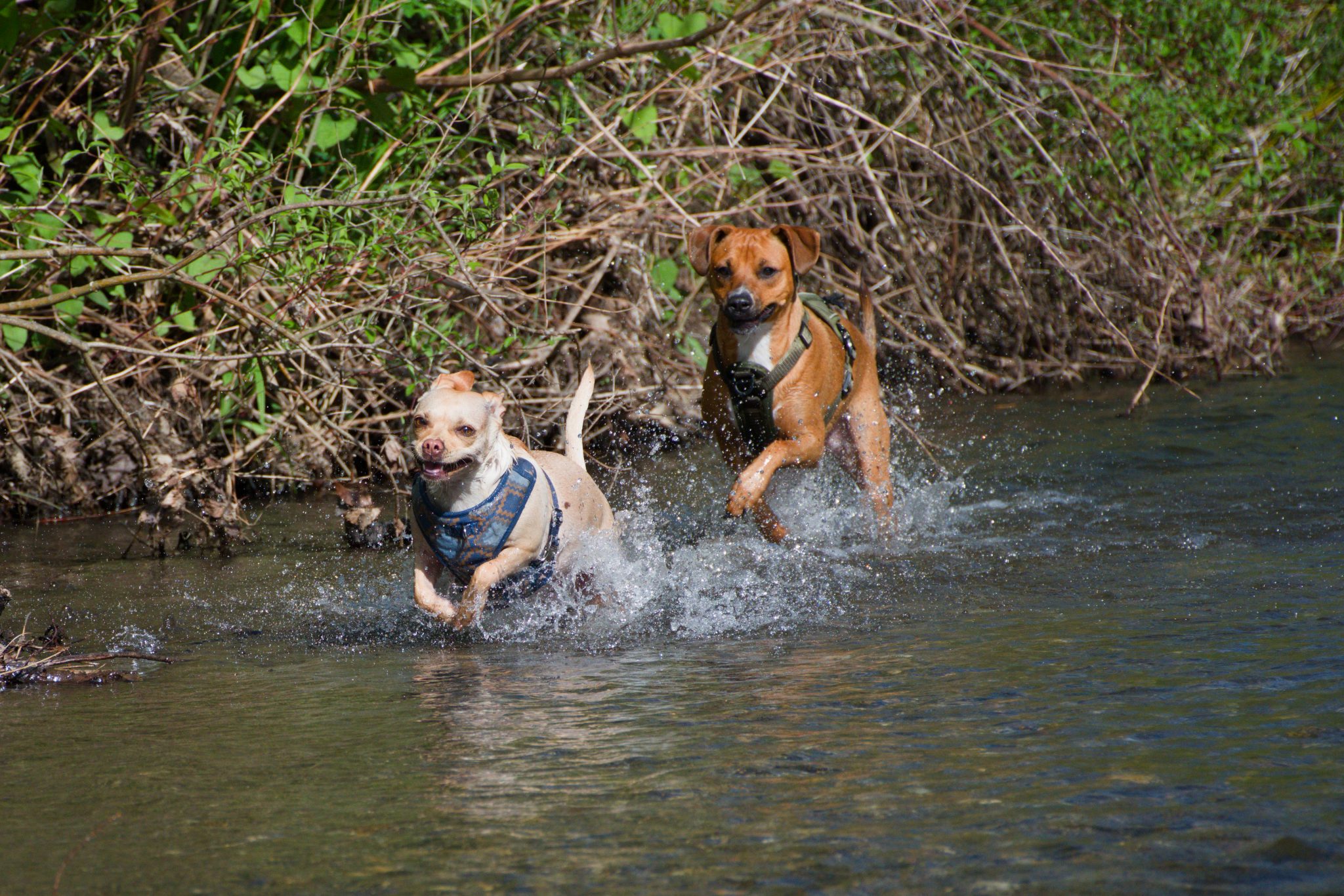 Pip and Moosh running side by side through the creek