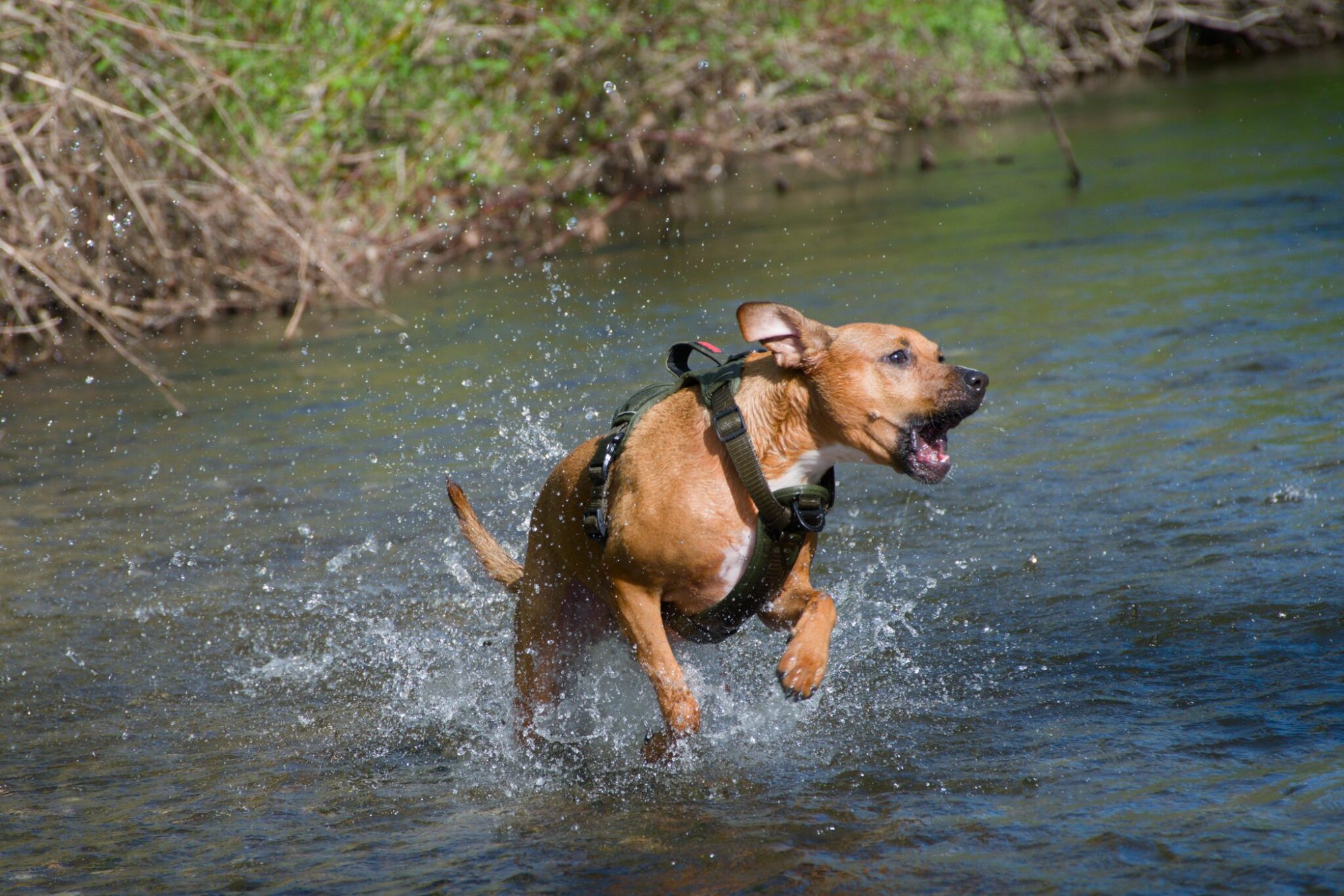 Moosh fully airborne over the river, mouth open