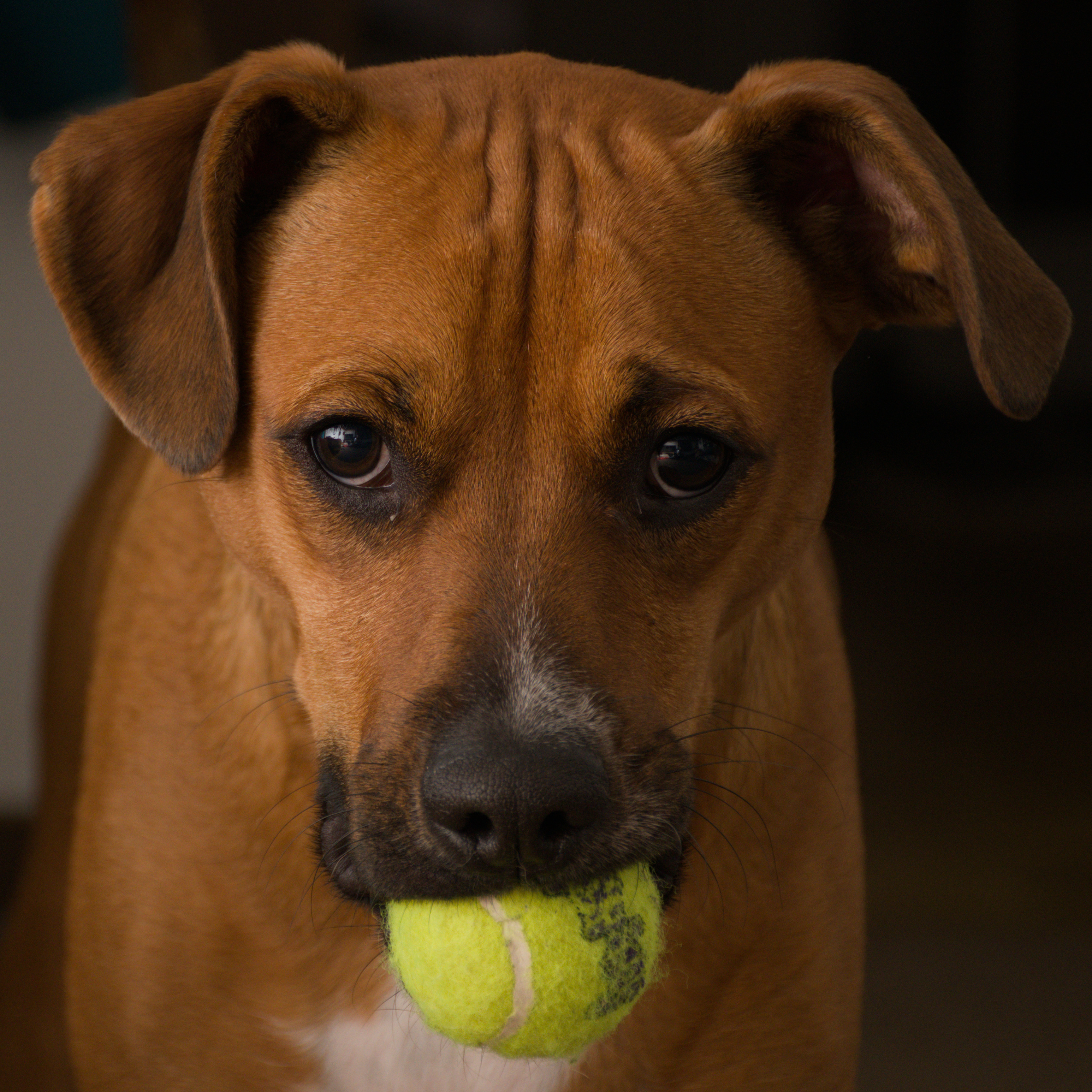 Moosh head-on in low light with a tennis ball held in his mouth