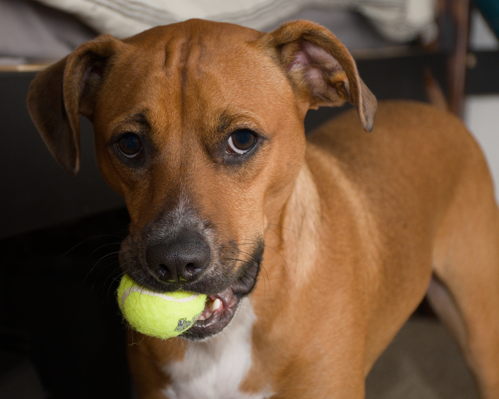 Moosh indoors holding a tennis ball in his mouth, looking into the camera