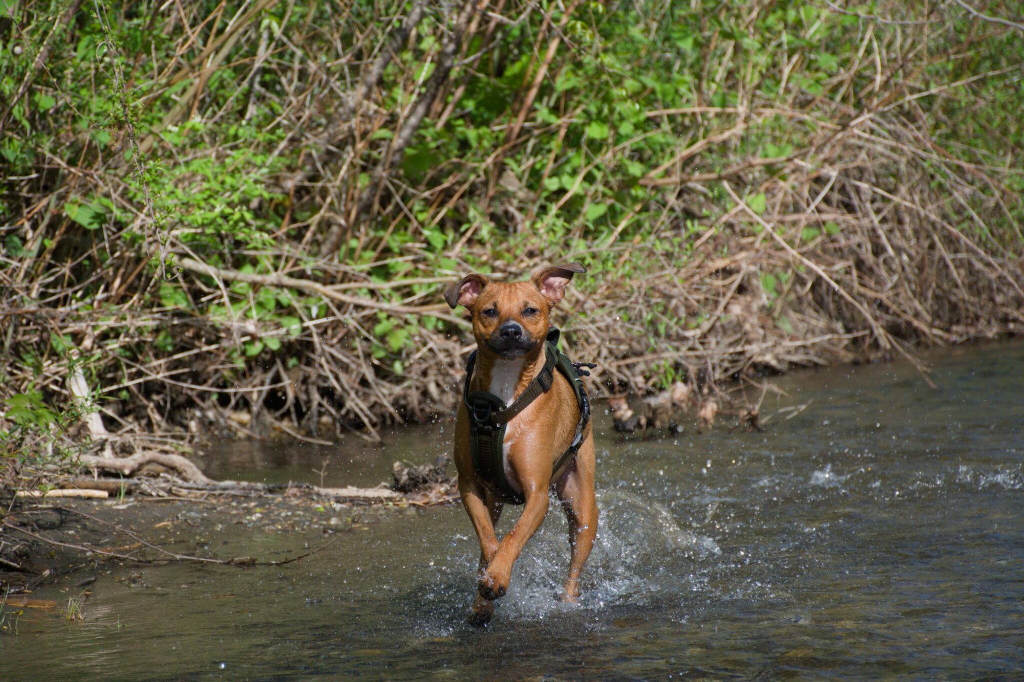 Moosh running head-on through the shallows
