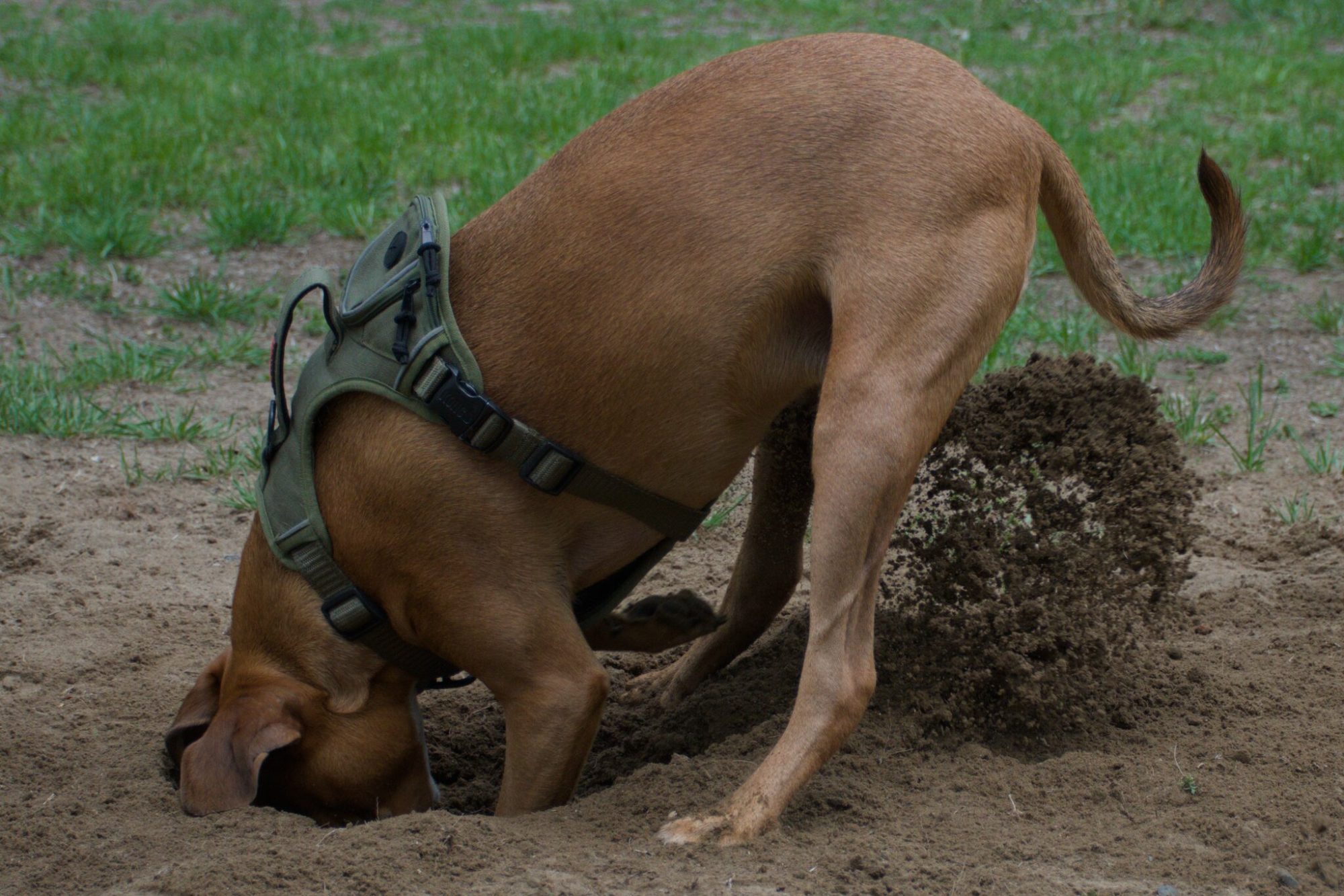 Moosh head-down in a hole he is digging, dirt piled beside him
