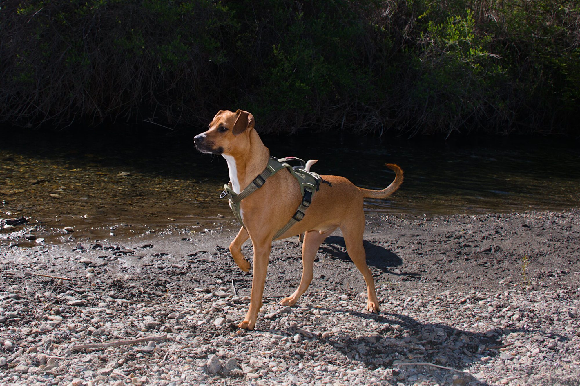 Moosh standing alert on a gravel bar beside dark water