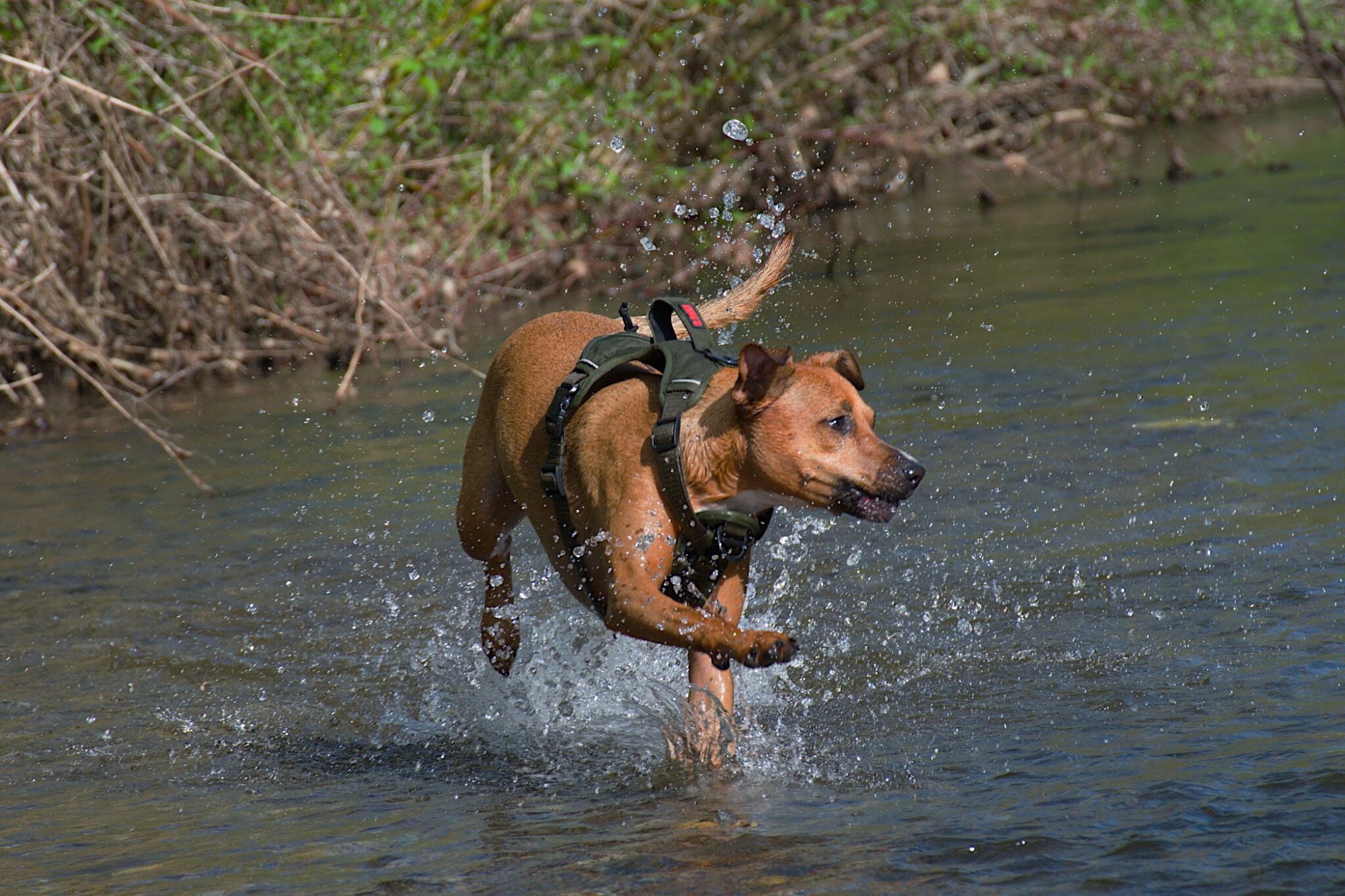 Moosh leaping through the river at full speed