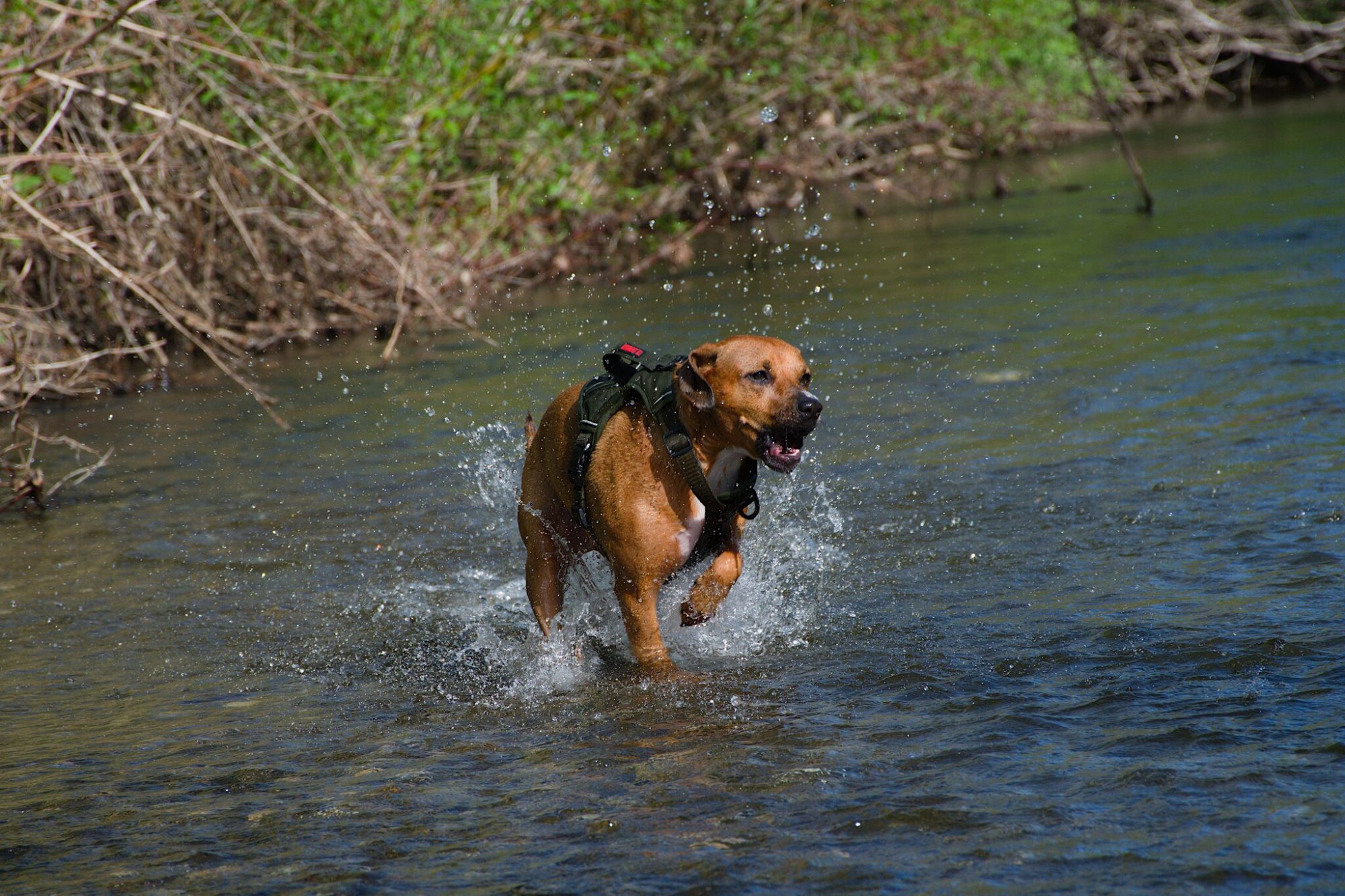 Moosh running toward the camera through the river