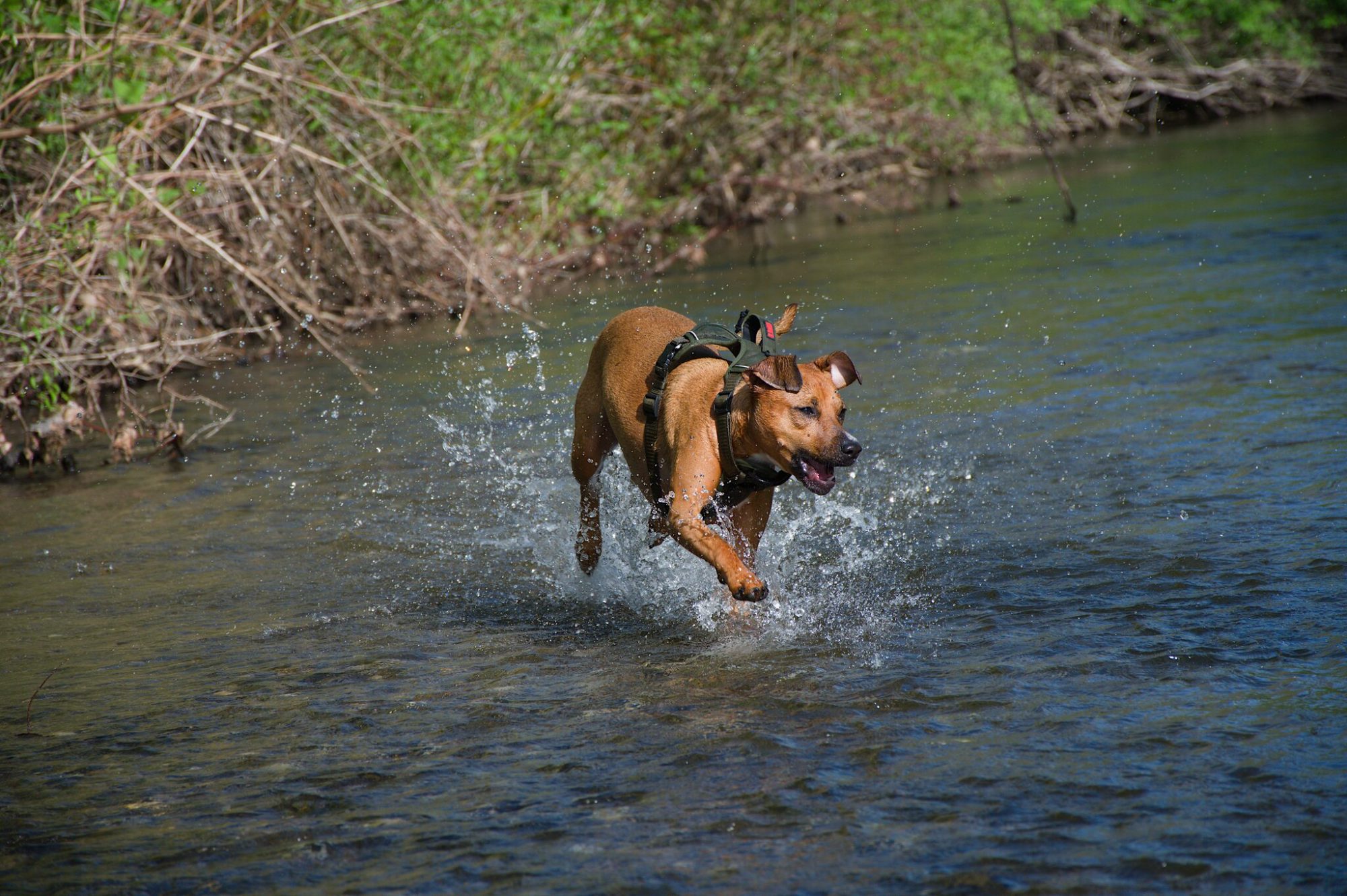 Moosh bounding across the water, spray flying