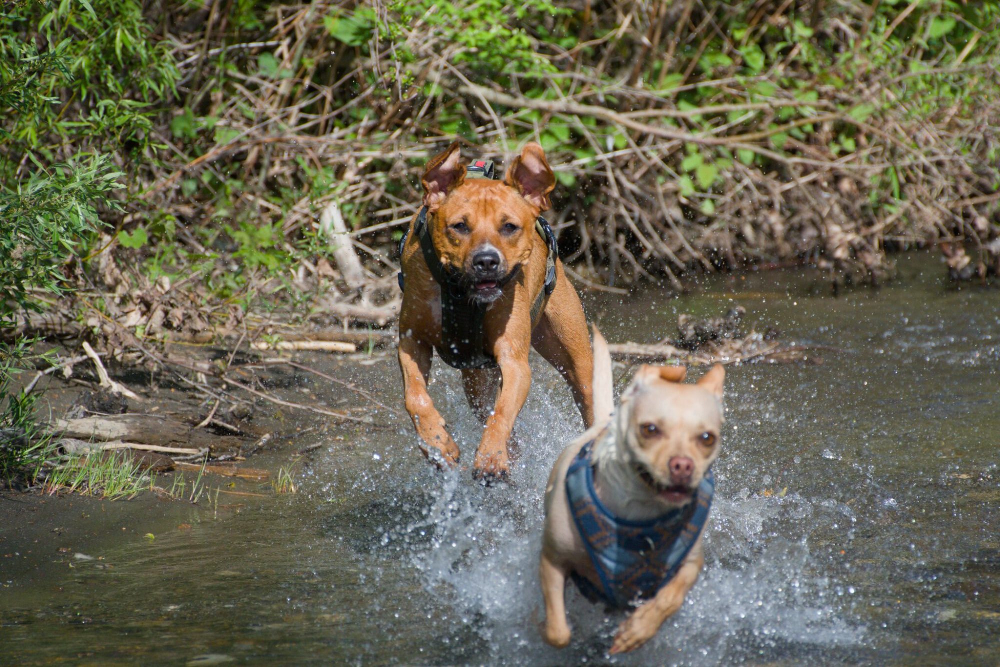 Pip and Moosh charging straight at the camera through a shallow creek