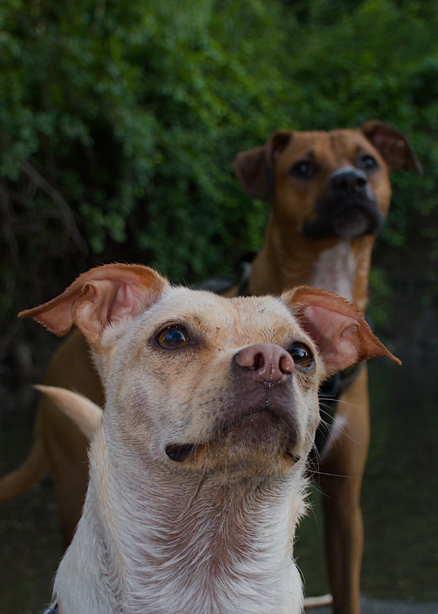 Pip in close portrait with Moosh standing watchful behind him