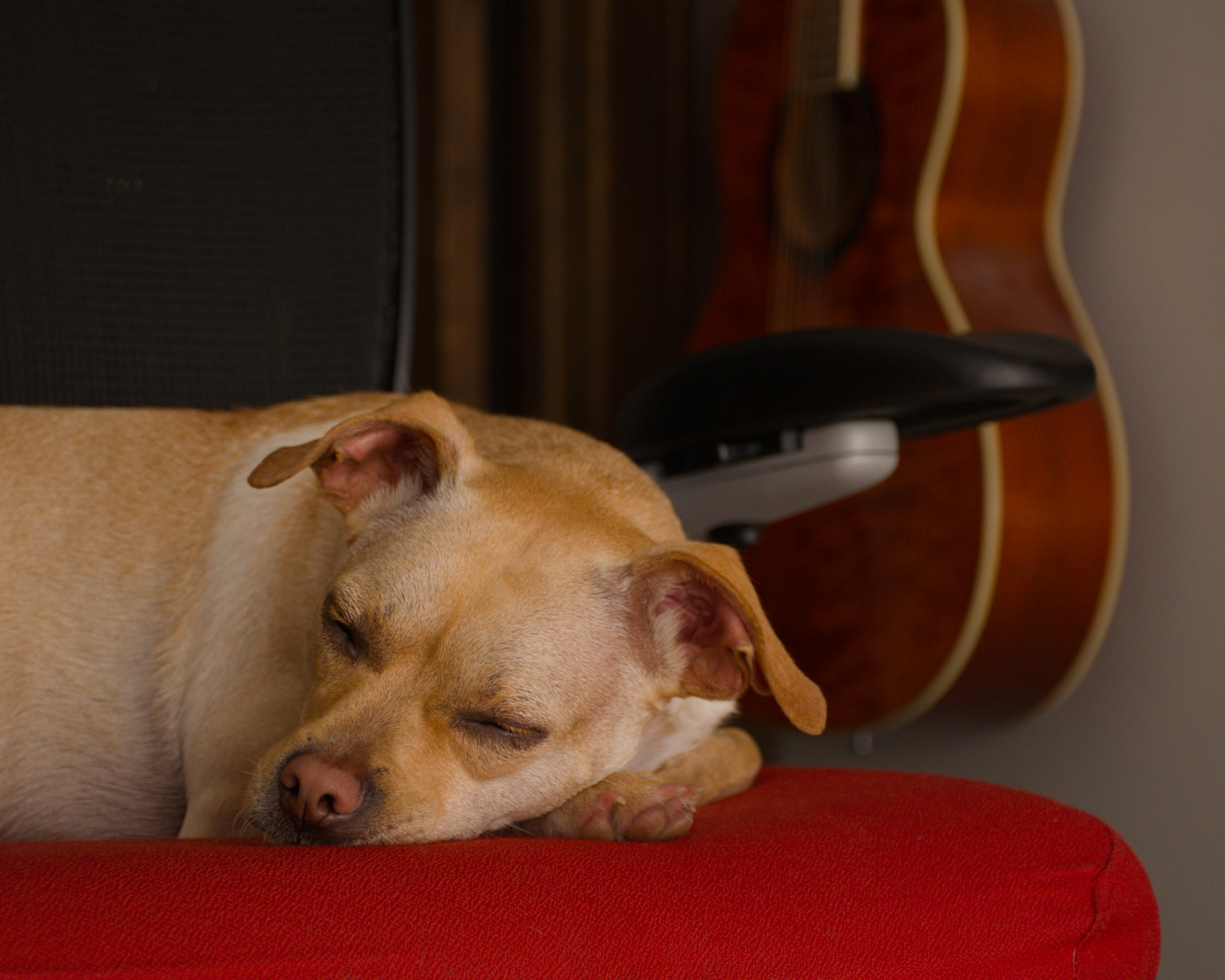 Pip fast asleep on a red chair cushion, a guitar hanging on the wall behind him