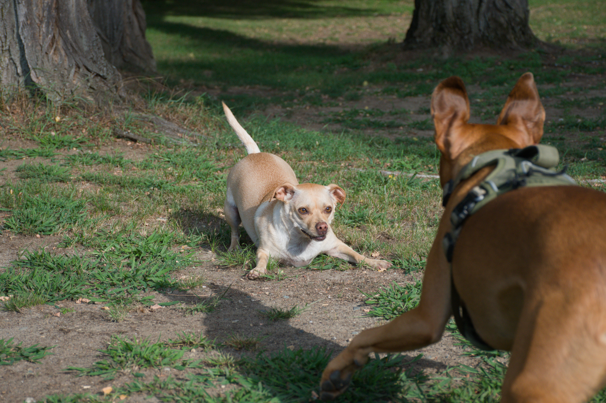 Pip dropped into a play bow on the grass, grinning up at Moosh who stands in the foreground