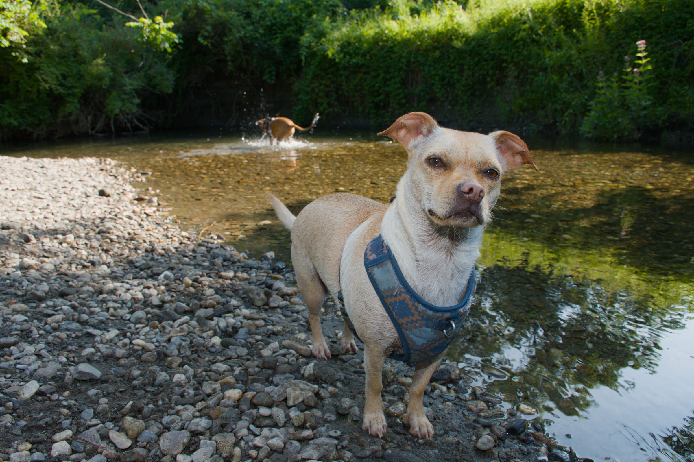 Pip standing on a pebble riverbank, Moosh running in the water behind
