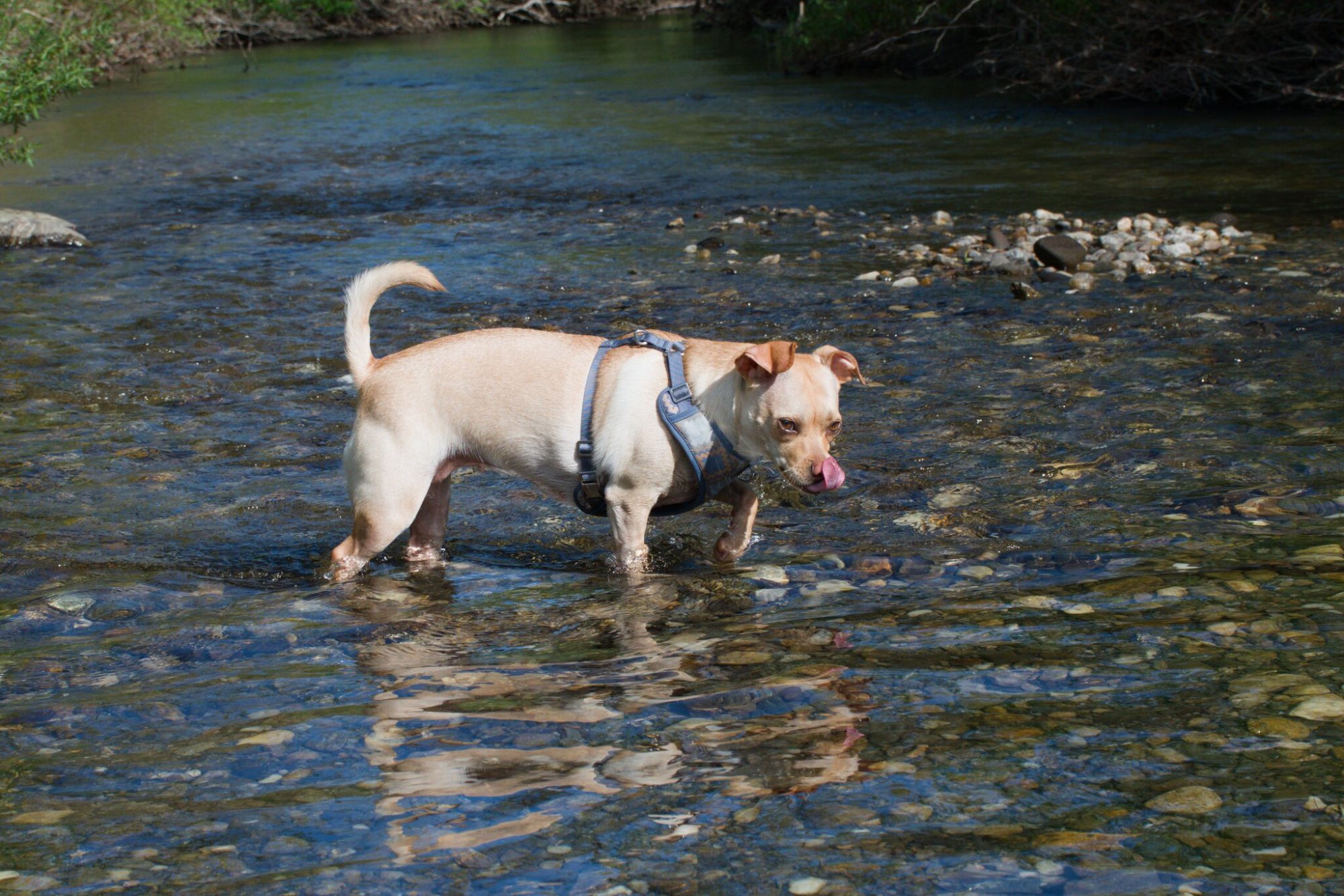 Pip wading through clear shallow water, licking his nose