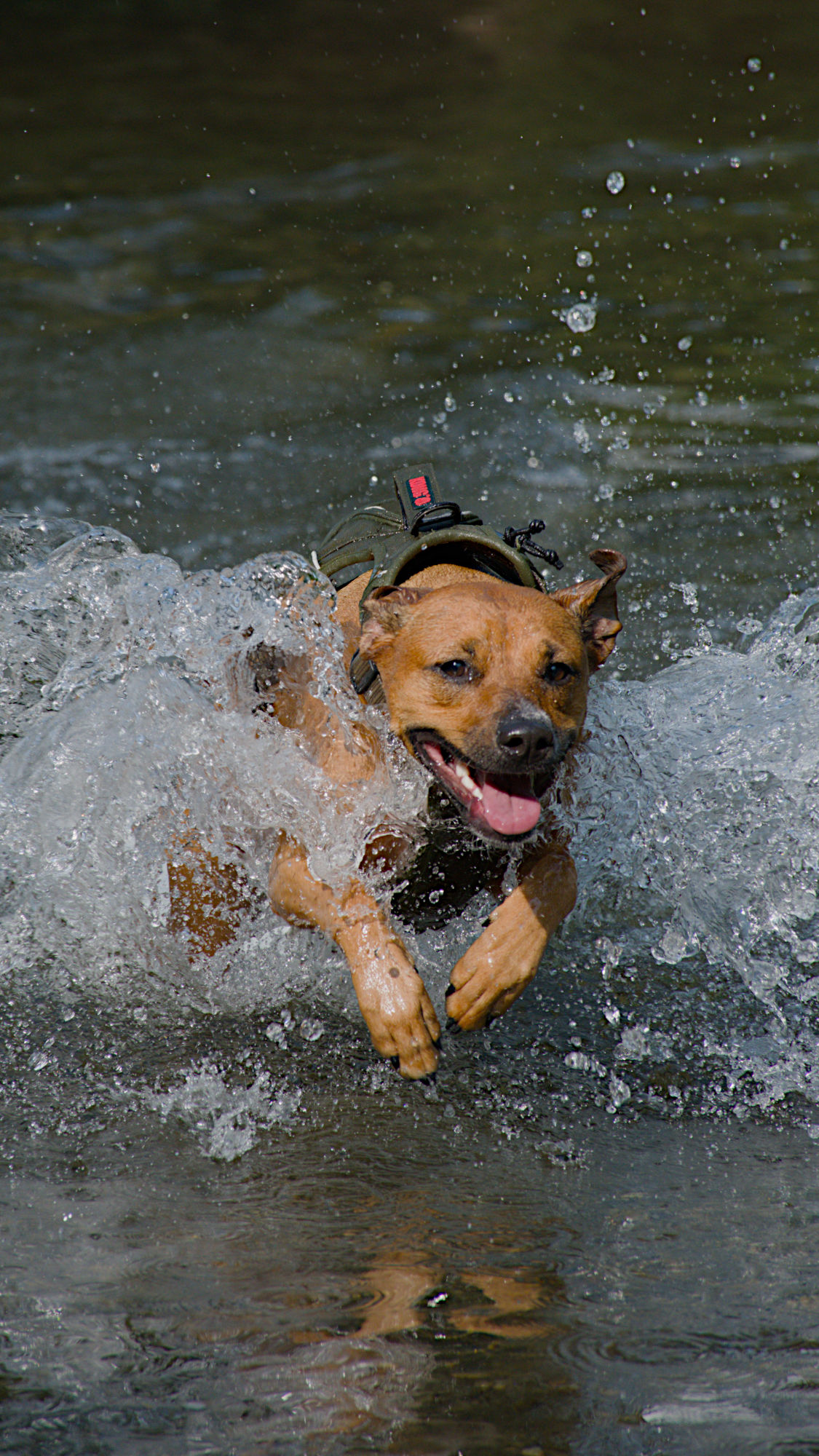 Moosh charging through a wave of river water toward the camera