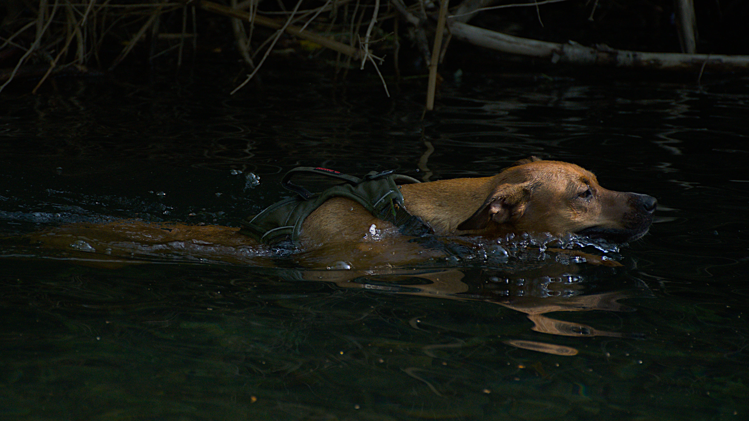 Moosh swimming across dark still water